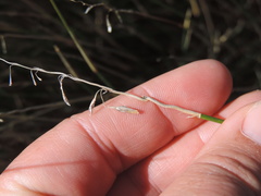 Ehrharta ramosa aphylla