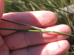 Ehrharta ramosa aphylla