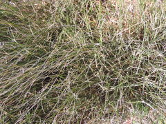 Ehrharta ramosa aphylla