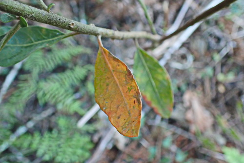 Common lightning bush (Clutia pulchella)