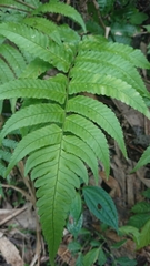 Dryopteris scottii