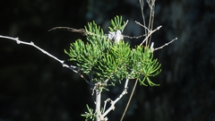 Asparagus crassicladus