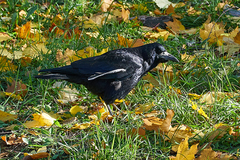Corvus frugilegus