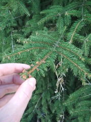 Picea