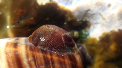 Crepidula porcellana