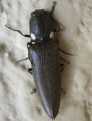 Ignelater havaniensis