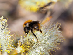 Bombus pascuorum