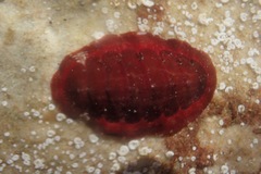 Callochiton dentatus