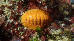 Callochiton dentatus
