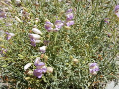 Penstemon fruticiformis
