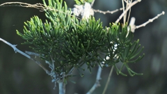 Asparagus crassicladus