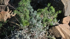 Asparagus crassicladus