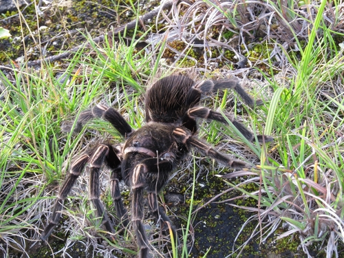 stripeleg tarantula