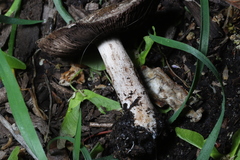 Agaricus