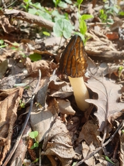 Morchella semilibera