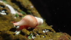 Fasciolaria