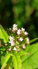 Valeriana flaccidissima