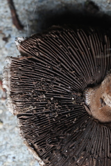 Agaricus