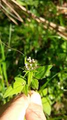Valeriana flaccidissima