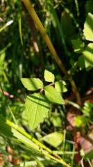 Valeriana flaccidissima