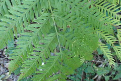 Pteris buchananii