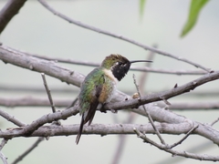 Myrtis fanny