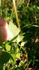 Valeriana flaccidissima