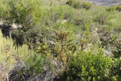 Pelargonium denticulatum