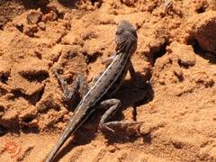 Ctenophorus spinodomus