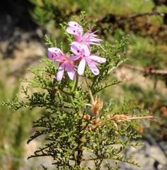 Pelargonium denticulatum