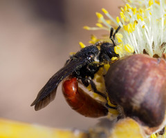 Sphecodes albilabris