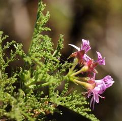 Pelargonium denticulatum