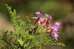 Pelargonium denticulatum