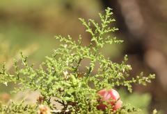 Pelargonium denticulatum