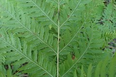 Pteris buchananii