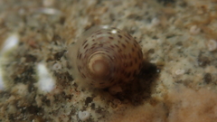 Gibbula cicer