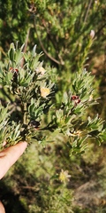 Leucadendron verticillatum