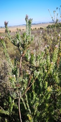 Leucadendron verticillatum