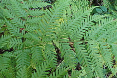 Pteris buchananii