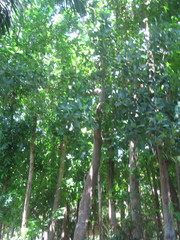 Artocarpus heterophyllus