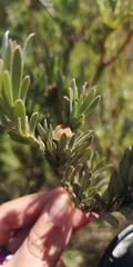 Leucadendron verticillatum