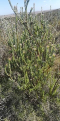 Leucadendron verticillatum