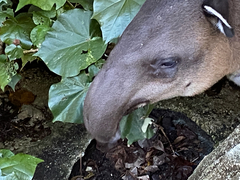 Tapirus