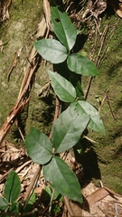 Tetrastigma