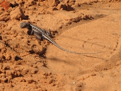 Ctenophorus spinodomus