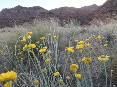 Baileya pleniradiata