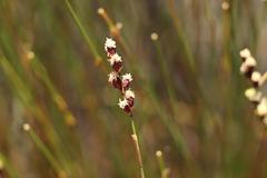 Hypodiscus alboaristatus