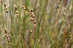 Hypodiscus alboaristatus