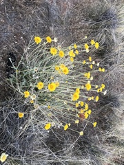 Baileya pleniradiata