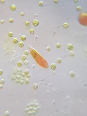 Euglena sanguinea